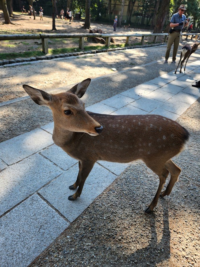 Expert Insights: ANA LA TRAVEL Canoga Park, CA Review You Can't Miss